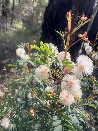 Acacia gilbertii (Acacia gilbertii)