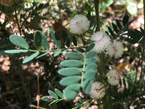 Acacia gilbertii (Acacia gilbertii)