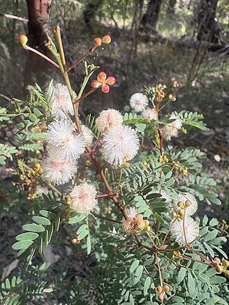 Acacia gilbertii: Acacia gilbertii in Manjimup Heritage Park, Manjimup, Western Australia