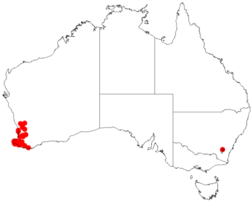 Acacia gilbertii: Acacia gilbertii occurrence data from Australasian Virtual Herbarium downloaded from https://doi.org/10.26197/5c06138894b on December 8 2018