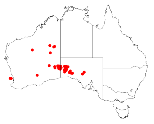 Acacia gilesiana: Acacia gilesiana occurrence data from Australasian Virtual Herbarium downloaded from https://doi.org/10.26197/5c06138894b on December 8 2018