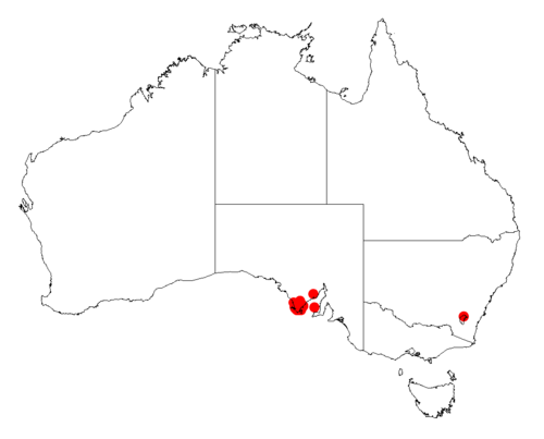 Acacia gillii: Acacia gillii occurrence data from Australasian Virtual Herbarium downloaded from https://doi.org/10.26197/5c06138894b on December 8 2018