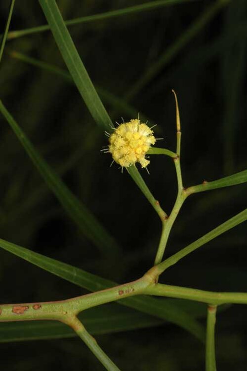 Acacia gillii: Acacia gillii in the Australian National Botanic Gardens