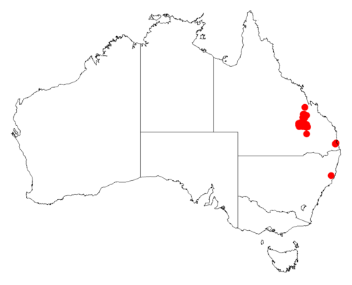 Acacia gittinsii: Acacia gittinsii occurrence data from Australasian Virtual Herbarium downloaded from https://doi.org/10.26197/5c06138894b on December 8 2018