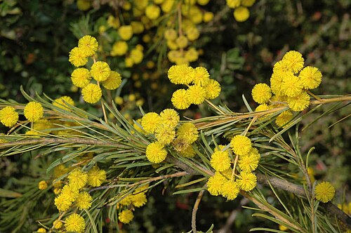Acacia gittinsii: Acacia gittinsii in the Australian National Botanic Gardens