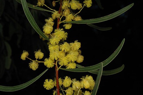Acacia gladiiformis: Acacia gladiiformis in the Australian National Botanic Gardens