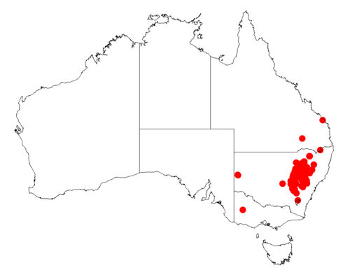 Acacia gladiiformis: Acacia gladiiformis occurrence data from Australasian Virtual Herbarium downloaded from https://doi.org/10.26197/5c06138894b on December 8 2018