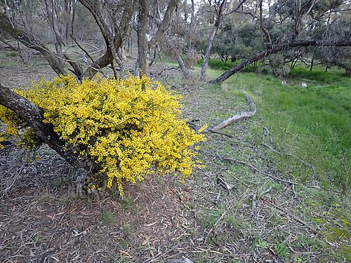 Acacia glandulicarpa: Acacia glandulicarpa , about 15 km south-west of Horsham, Victoria