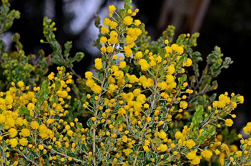 Acacia glandulicarpa: Acacia glandulicarpa in the Little Desert, near Dimboola, Victoria