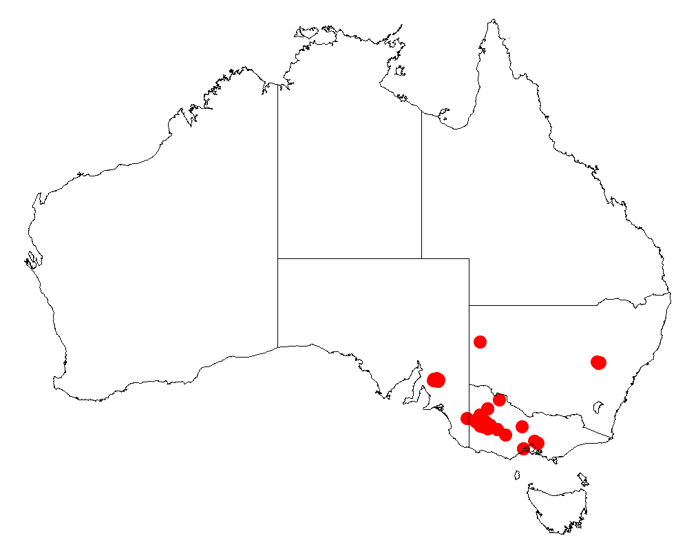 Acacia glandulicarpa: Acacia glandulicarpa Occurrence data from Australasia Virtual Herbarium downloaded from https://doi.org/10.26197/5c0b1388984eb on 8 December 2018