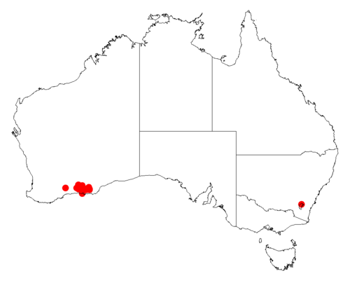 Acacia glaucissima: Acacia glaucissima occurrence data from Australasian Virtual Herbarium downloaded from https://doi.org/10.26197/5c06138894b on December 8 2018