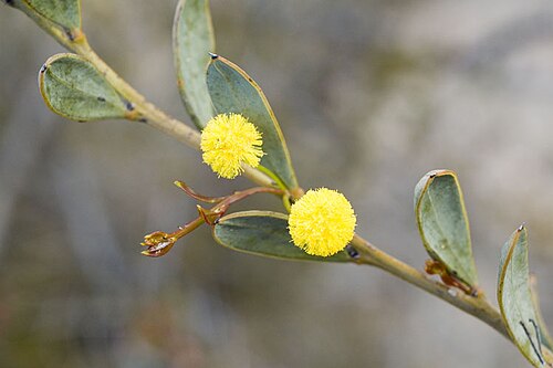 Acacia glaucissima: Acacia glaucissima , near Mount Ney Road, 2 km NE from junction with Howick Road, Western Australia