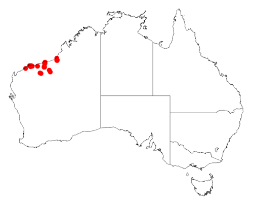 Acacia glaucocaesia: Acacia glaucocaesia occurrence data from Australasian Virtual Herbarium downloaded from https://doi.org/10.26197/5c06138894b on December 8 2018