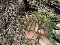 Acacia glaucocarpa (Acacia glaucocarpa)