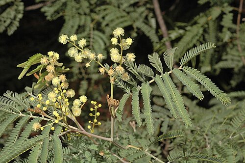 Acacia glaucocarpa: Acacia glaucocarpa in the Australian National Botanic Gardens