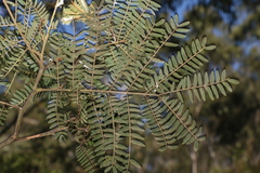 Acacia glaucocarpa (Acacia glaucocarpa)