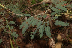 Acacia glaucocarpa (Acacia glaucocarpa)