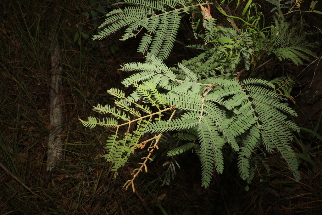 Acacia glaucocarpa (Acacia glaucocarpa)