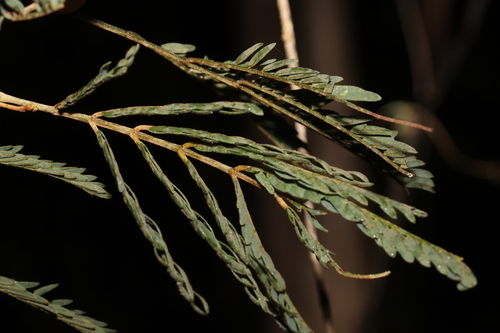 Acacia glaucocarpa (Acacia glaucocarpa)