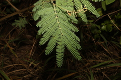 Acacia glaucocarpa (Acacia glaucocarpa)