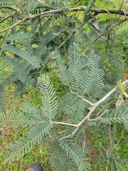 Acacia glaucocarpa (Acacia glaucocarpa)