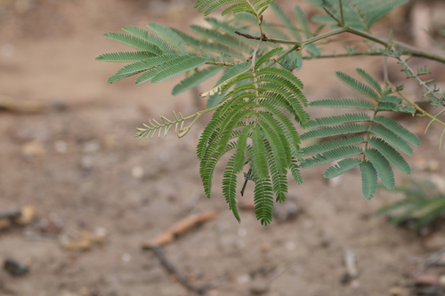 Acacia glaucocarpa (Acacia glaucocarpa)