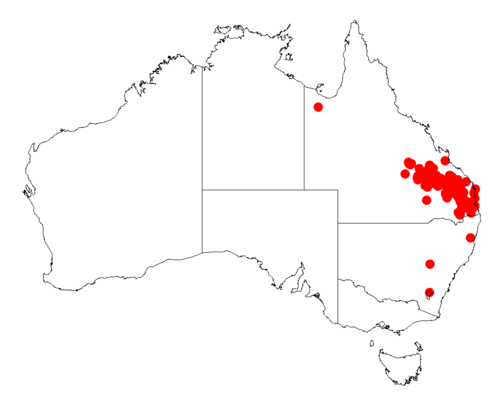 Acacia glaucocarpa: Acacia glaucocarpa occurrence data from Australasian Virtual Herbarium downloaded from https://doi.org/10.26197/5c06138894b on December 8 2018