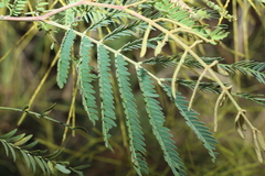 Acacia glaucocarpa (Acacia glaucocarpa)