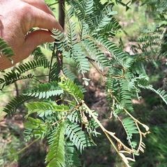 Acacia glaucocarpa (Acacia glaucocarpa)