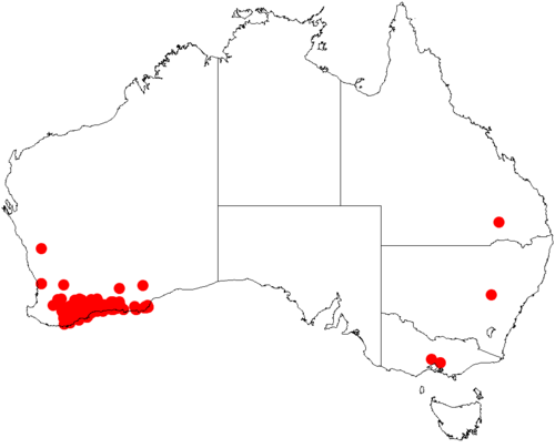 Acacia glaucoptera: Acacia glaucoptera occurrence data from Australasian Virtual Herbarium downloaded from https://doi.org/10.26197/5c06138894b on December 8 2018