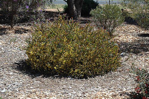 Acacia glaucoptera: Acacia glaucoptera in the Stocks nursery and Botanic Gardens, Harden, New South Wales