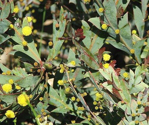 Acacia glaucoptera: Acacia glaucoptera , Cranbourne Botanic Gardens, Victoria, Australia