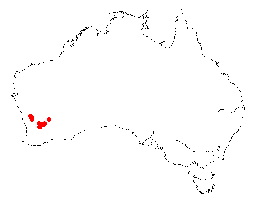 Acacia glutinosissima: Acacia glutinosissima Occurrence data from Australasia Virtual Herbarium downloaded from https://doi.org/10.26197/5c0b1388984eb on 8 December 2018