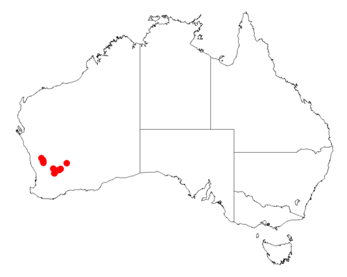 Acacia glutinosissima: Acacia glutinosissima Occurrence data from Australasia Virtual Herbarium downloaded from https://doi.org/10.26197/5c0b1388984eb on 8 December 2018
