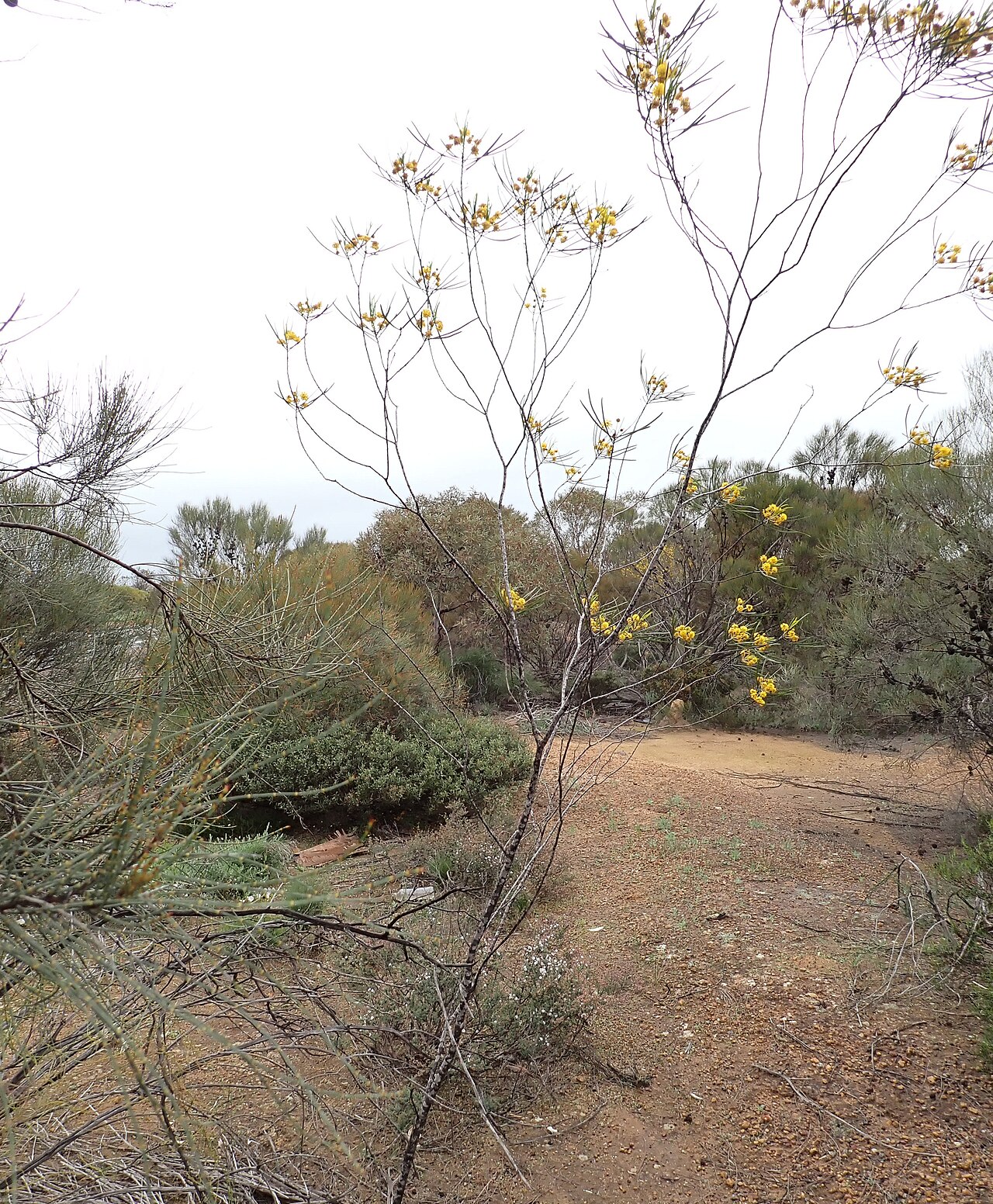 Acacia glutinosissima: Acacia glutinosissima habit, about 8 km south of Wubin