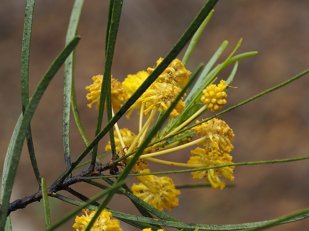 Acacia glutinosissima: Acacia glutinosissima about 8.8. km south of Wubin