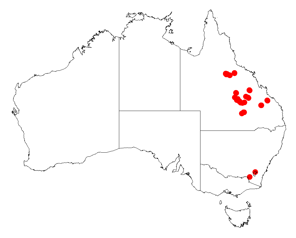 Acacia gnidium: Acacia gnidium occurrence data from Australasian Virtual Herbarium downloaded from https://doi.org/10.26197/5c06138894b on December 8 2018