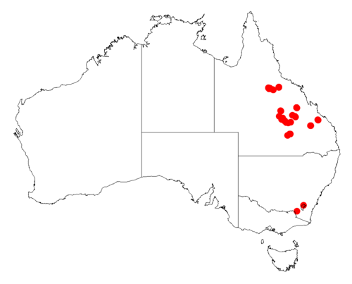 Acacia gnidium: Acacia gnidium occurrence data from Australasian Virtual Herbarium downloaded from https://doi.org/10.26197/5c06138894b on December 8 2018