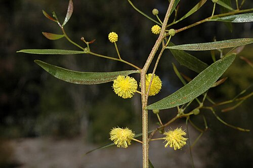 Acacia gnidium: Acacia gnidium in the Australian National Botanical Gardens
