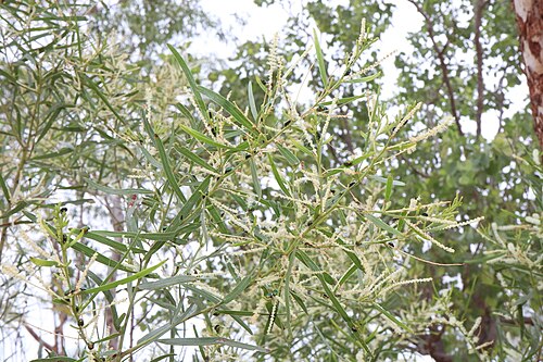 Acacia gonocarpa: Acacia gonocarpa
