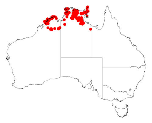 Acacia gonocarpa: Acacia gonocarpa occurrence data from Australasian Virtual Herbarium downloaded from https://doi.org/10.26197/5c06138894b on December 8 2018