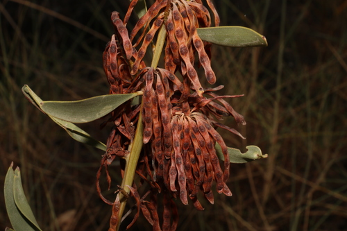 Acacia gonoclada (Acacia gonoclada)