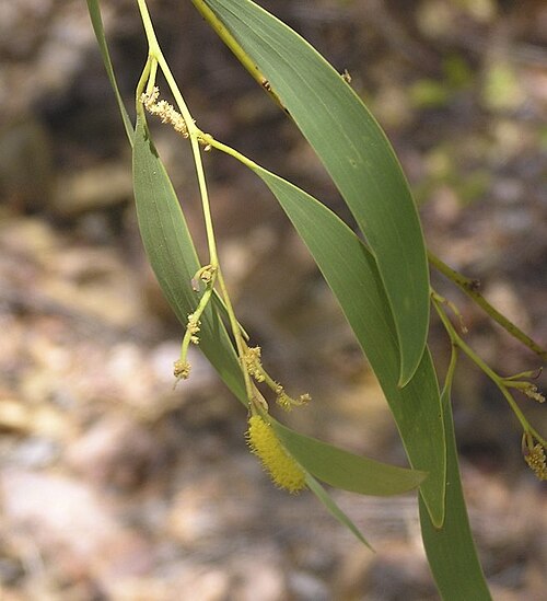 Acacia gonoclada: Acacia gonoclada leaves and flowers