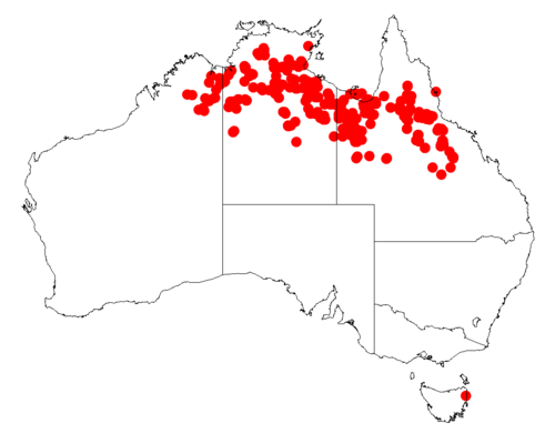 Acacia gonoclada: Acacia gonoclada occurrence data from Australasian Virtual Herbarium downloaded from https://doi.org/10.26197/5c06138894b on December 8 2018