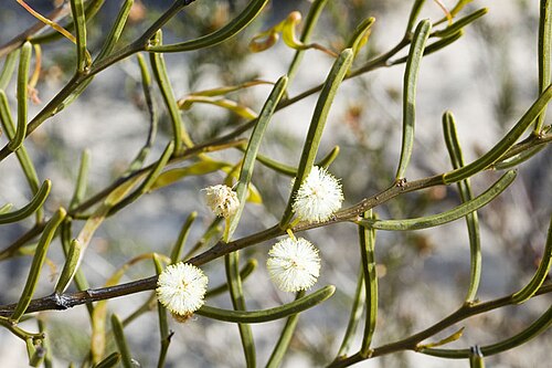 Acacia gonophylla: Acacia gonophylla near the Mount Ney Road, 2 km north-east from junction with Howick Road, Western Australia