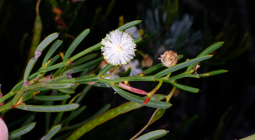Acacia gonophylla (Acacia gonophylla)