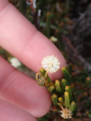 Acacia gonophylla (Acacia gonophylla)