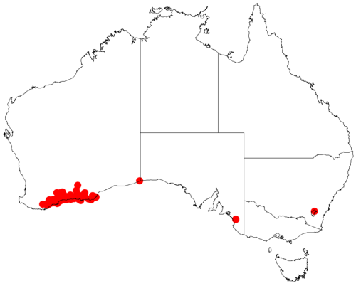 Acacia gonophylla: Acacia gonophylla occurrence data from Australasian Virtual Herbarium downloaded from https://doi.org/10.26197/5c06138894b on December 8 2018