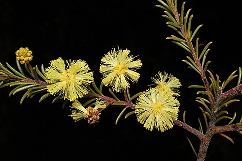 Acacia gordonii: Acacia gordonii in the Australian National Botanic Gardens
