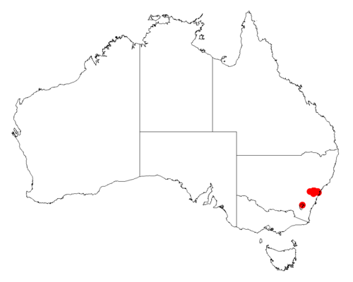 Acacia gordonii: Acacia gordonii occurrence data from Australasian Virtual Herbarium downloaded from https://doi.org/10.26197/5c06138894b on December 8 2018